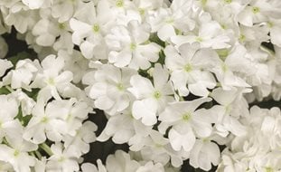 Superbena Whiteout, Verbena Flower, White Verbena
Proven Winners
Sycamore, IL