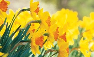 Yellow Daffodil, Narcissus Pimpernel
Ornamental Grasses in Pots
Brent and Becky's Bulbs
Gloucester, VA