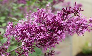 Bloomerange Dark Purple Lilac, Syringa Vulgaris, Purple Flowers
Proven Winners
Sycamore, IL