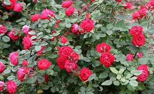 Oso Easy Double Red Rose, Landscape Rose
Proven Winners
Sycamore, IL