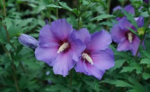 Paraplu Violet Rose Of Sharon, Purple Rose Of Sharon
Proven Winners
Sycamore, IL