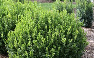 Sprinter Boxwood, Buxus Microphylla
Proven Winners
Sycamore, IL