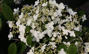 Wabi-Sabi Viburnum, Doublefile Viburnum, Viburnum Plicatum
Proven Winners
Sycamore, IL