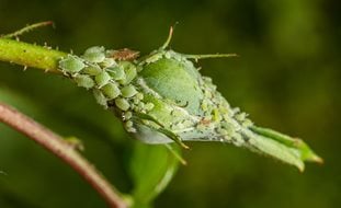 Aphids, Rosebud, Aphid Infestation, Green Aphids
Ornamental Grasses in Pots
Shutterstock.com
New York, NY