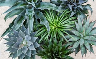 Art & Sol Mangave Mix
Ornamental Grasses in Pots
Proven Winners
Sycamore, IL