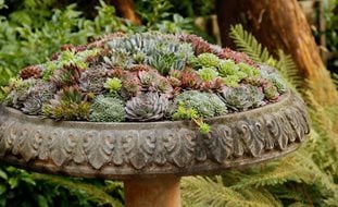 Birdbath Container, Sempervivum Container
Ornamental Grasses in Pots
Pot Incorporated
Vancouver, BC