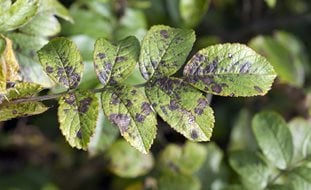 Black Spot Disease, Black Spot On Rose Leaves
Ornamental Grasses in Pots
Shutterstock.com
New York, NY