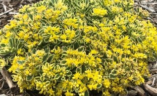 Boogie Woogie Sedum, Yellow Flowering Sedum, Ground Cover Sedum
Ornamental Grasses in Pots 
Proven Winners
Sycamore, IL