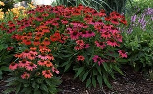 Coneflower, Lakota Fire Coneflower, Perennial Plant
Ornamental Grasses in Pots
Proven Winners
Sycamore, IL