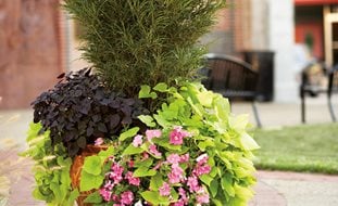 container garden design ideas container garden design ideas