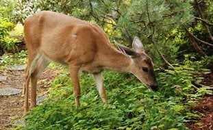 Deer, Garden, Groundcover
Ornamental Grasses in Pots 
Pixabay
