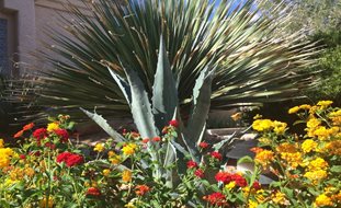 Desert Garden Plants
Ornamental Grasses in Pots
Shutterstock.com
New York, NY
