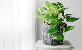 Golden Pothos, Pothos Plant
Ornamental Grasses in Pots
Shutterstock.com
New York, NY