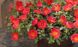 Mojave Red Portulaca, Portulaca Umbraticola
Ornamental Grasses in Pots
Proven Winners
Sycamore, IL