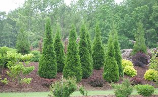 North Pole Arborvitae, North Pole Thuja, Thuja Occidentalis
Ornamental Grasses in Pots
Proven Winners
Sycamore, IL