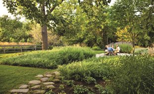 Ornamental Grasses in Pots 
Oehme, van Sweden & Associates, Inc.
Washington, DC