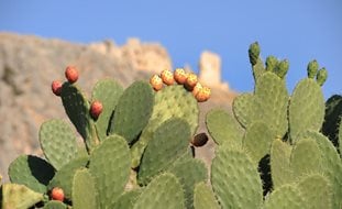 Opuntia, Prickly Pear, Fruit
Ornamental Grasses in Pots
Shutterstock.com
New York, NY