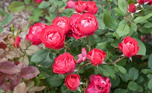 Oso Easy Rose, Rose Of The Year
Ornamental Grasses in Pots
Proven Winners
Sycamore, IL
