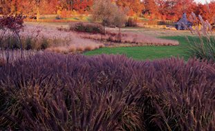 Pennisetum, Swale, Textural Garden, Rain Garden
Ornamental Grasses in Pots
Garden Design
Calimesa, CA