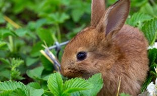 Rabbit In Garden, Strawberry Plant
Ornamental Grasses in Pots
Shutterstock.com
New York, NY