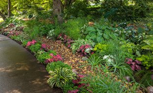 Rain Garden Planting, Rain Garden Design
Ornamental Grasses in Pots
Proven Winners
Sycamore, IL