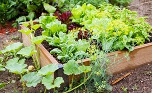 Small Raised Bed, Vegetable Garden
Ornamental Grasses in Pots
Garden Design
Calimesa, CA