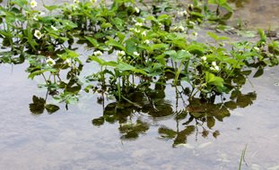 Strawberries In Flooded Garden, Flooded Garden
Ornamental Grasses in Pots
Shutterstock.com
New York, NY