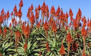 Torch Aloe, Aloe Arborescens
Ornamental Grasses in Pots
Shutterstock.com
New York, NY