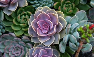 Various Echeveria Succulents
Ornamental Grasses in Pots
Shutterstock.com
New York, NY