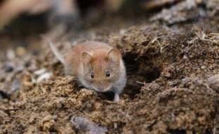 Vole, Meadow Mouse, Field Mouse
Ornamental Grasses in Pots
Shutterstock.com
New York, NY