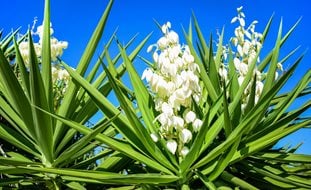 Yucca, White Flower, Flower Stalk
Ornamental Grasses in Pots 
Shutterstock.com
New York, NY
