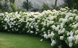 Incrediball Smooth Hydrangea, White Flowers, Landscape Shrub
Proven Winners
Sycamore, IL