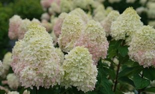 Limelight Prime Hydrangea, Hydrangea Paniculata, White Hydrangea
Proven Winners
Sycamore, IL