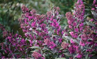 Pearl Glam Beautyberry, Callicarpa Pearl Glam
Proven Winners
Sycamore, IL