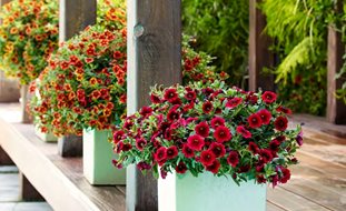 Red Calibrachoa, Superbells, Pomegrante Punch
Proven Winners
Sycamore, IL