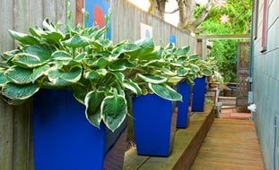 Side Yard With Bright Blue Containers, Hostas In Pots
Garden Design
Calimesa, CA