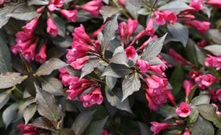 Spilled Wine Weigela, Dark Foliage, Flowering Shrub
Proven Winners
Sycamore, IL