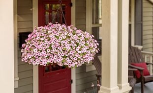 Supertunia Hanging Basket, Pink And White Petunias In Basket
Proven Winners
Sycamore, IL