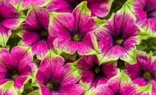 Supertunia Picasso In Purple, Petunia Hybrid, Purple And Green Supertunia
Proven Winners
Sycamore, IL