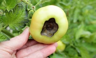 Tomato Blossom End Rot, Tomato Black End
Shutterstock.com
New York, NY