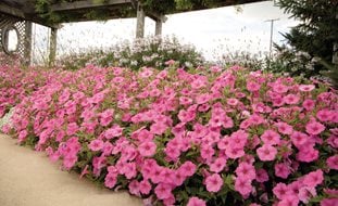 Vista Bubblegum Border, Supertunia Vista Bubblegum, Pink Petunia
Proven Winners
Sycamore, IL