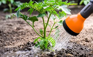 Watering Tomato Plant
Shutterstock.com
New York, NY