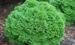 Tater Tot Arborvitae, Thuja Occidentalis
Desert Garden Succulents & Cacti
Proven Winners
Sycamore, IL