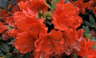 Perfecto Mundo Orange Azalea, Orange Azalea Flowers
Desert Garden Succulents & Cacti
Proven Winners
Sycamore, IL