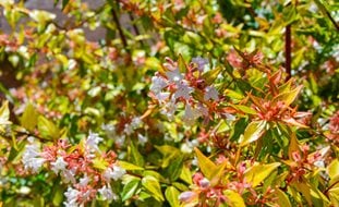 Kaleidoscope Abelia, Colorful Shrub
Shutterstock.com
New York, NY