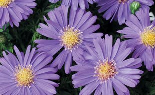 Sapphire Mist Aster, Purple Flower, Aster
A Rustic Perennial Paradise
Proven Winners
Sycamore, IL