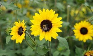 Suncredible Sunflower, Sunflower With Bee
A Rustic Perennial Paradise
Proven Winners
Sycamore, IL