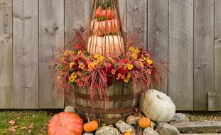 Fall Container, Barrel Planter, Pumpkins
Proven Winners
Sycamore, IL