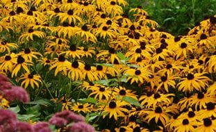 Goldsturm Rudbeckia, Black-Eyed Susan, Goldsturm Flower
Proven Winners
Sycamore, IL