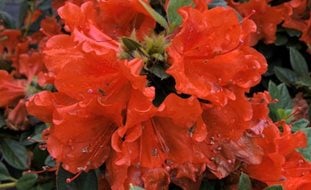 Perfecto Mundo Orange Azalea, Orange Azalea Flowers
Proven Winners
Sycamore, IL